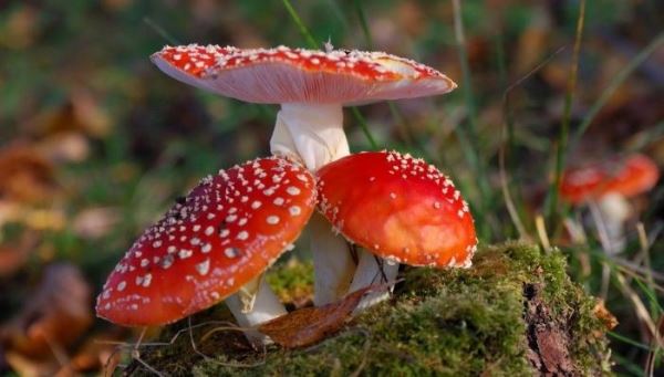 Галлюциногенные грибы могут усилить творческий потенциал